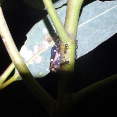 Eurymela distincta (Gumtree leafhopper) at Mount Mugga Mugga - 4 Jan 2019 by Mike