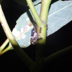 Eurymela distincta (Gumtree leafhopper) at Symonston, ACT - 4 Jan 2019 by Mike