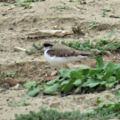 Charadrius melanops (Black-fronted Dotterel) at Yarralumla, ACT - 7 Jan 2019 by KumikoCallaway