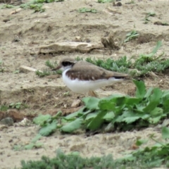 Charadrius melanops (Black-fronted Dotterel) at Yarralumla, ACT - 6 Jan 2019 by KumikoCallaway