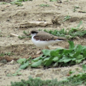 Charadrius melanops at Yarralumla, ACT - 7 Jan 2019 07:44 AM