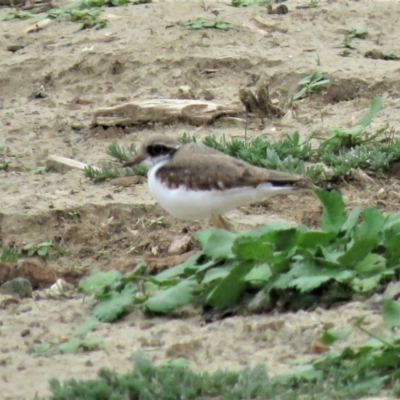 Charadrius melanops (Black-fronted Dotterel) at Yarralumla, ACT - 7 Jan 2019 by KumikoCallaway