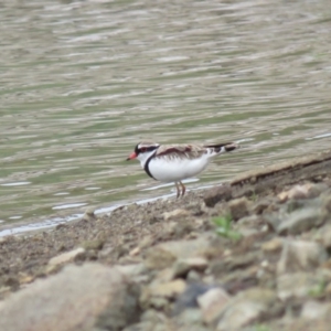 Charadrius melanops at Yarralumla, ACT - 7 Jan 2019