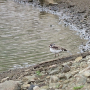 Charadrius melanops at Yarralumla, ACT - 7 Jan 2019 07:44 AM