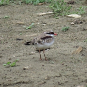 Charadrius melanops at Yarralumla, ACT - 7 Jan 2019 07:44 AM