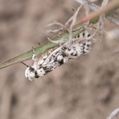 Lichenaula lichenea (Lichenaula lichenea) at Tennent, ACT - 5 Dec 2018 by SWishart