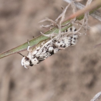 Lichenaula lichenea (Lichenaula lichenea) at Namadgi National Park - 5 Dec 2018 by SWishart