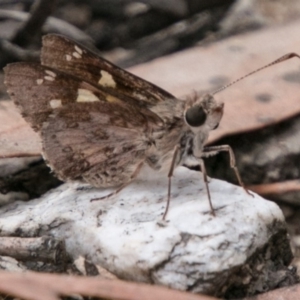 Trapezites phigalioides at Tennent, ACT - 5 Dec 2018