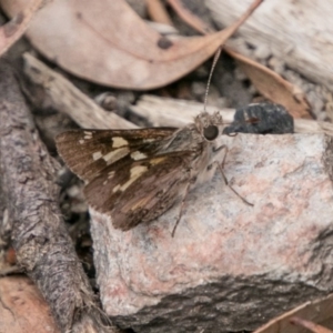 Trapezites phigalioides at Tennent, ACT - 5 Dec 2018