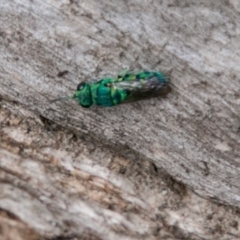 Primeuchroeus sp. (genus) (Cuckoo Wasp) at Namadgi National Park - 5 Dec 2018 by SWishart