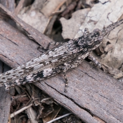 Coryphistes ruricola (Bark-mimicking Grasshopper) at Namadgi National Park - 5 Dec 2018 by SWishart