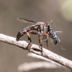 Daptolestes limbipennis (Robber fly) at Namadgi National Park - 5 Dec 2018 by SWishart