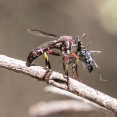 Daptolestes limbipennis (Robber fly) at Tennent, ACT - 5 Dec 2018 by SWishart