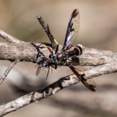 Daptolestes limbipennis at Tennent, ACT - 5 Dec 2018 01:44 PM