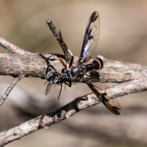 Daptolestes limbipennis at Tennent, ACT - 5 Dec 2018