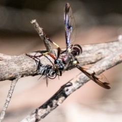 Daptolestes limbipennis at Tennent, ACT - 5 Dec 2018 01:44 PM