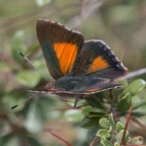 Paralucia aurifera at Tennent, ACT - 5 Dec 2018