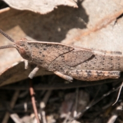 Goniaea australasiae (Gumleaf grasshopper) at Namadgi National Park - 5 Dec 2018 by SWishart