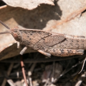 Goniaea australasiae at Namadgi National Park - 5 Dec 2018