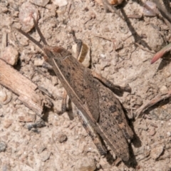 Goniaea australasiae at Namadgi National Park - 5 Dec 2018