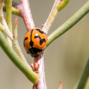 Coccinella transversalis at Tennent, ACT - 5 Dec 2018