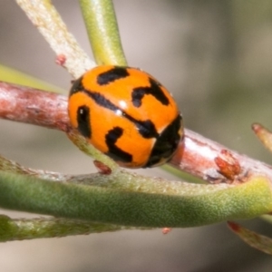 Coccinella transversalis at Tennent, ACT - 5 Dec 2018