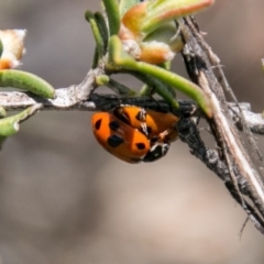 Hippodamia variegata (Spotted Amber Ladybird) at Tennent, ACT - 5 Dec 2018 by SWishart