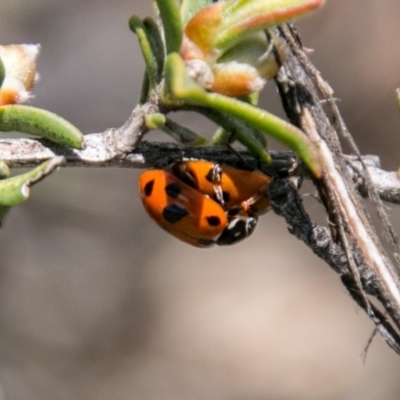 Hippodamia variegata (Spotted Amber Ladybird) at Namadgi National Park - 5 Dec 2018 by SWishart