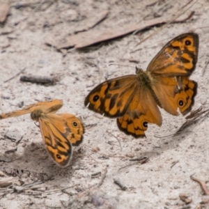 Heteronympha merope at Tennent, ACT - 5 Dec 2018