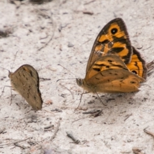 Heteronympha merope at Tennent, ACT - 5 Dec 2018