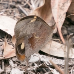 Heteronympha merope at Tennent, ACT - 5 Dec 2018