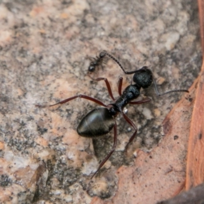 Dolichoderus doriae (Dolly ant) at Tennent, ACT - 5 Dec 2018 by SWishart