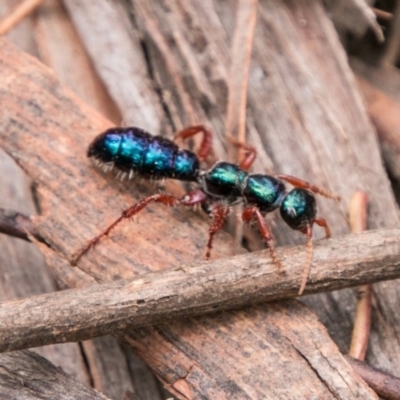 Diamma bicolor (Blue ant, Bluebottle ant) at Namadgi National Park - 5 Dec 2018 by SWishart