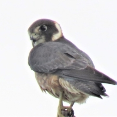 Falco longipennis (Australian Hobby) at Namadgi National Park - 6 Jan 2019 by KumikoCallaway