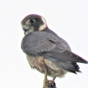 Falco longipennis at Paddys River, ACT - 6 Jan 2019