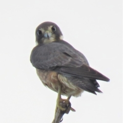 Falco longipennis at Paddys River, ACT - 6 Jan 2019 07:38 PM