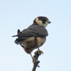 Falco longipennis at Paddys River, ACT - 6 Jan 2019