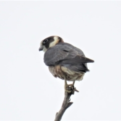 Falco longipennis at Paddys River, ACT - 6 Jan 2019 07:38 PM