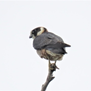 Falco longipennis at Paddys River, ACT - 6 Jan 2019 07:38 PM