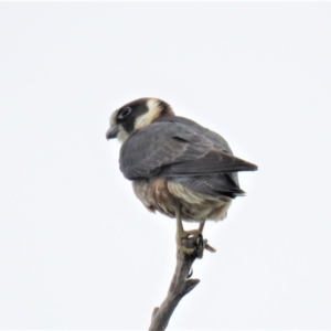 Falco longipennis at Paddys River, ACT - 6 Jan 2019