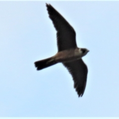 Falco longipennis at Paddys River, ACT - 6 Jan 2019