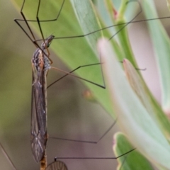 Ptilogyna sp. (genus) (A crane fly) at Tennent, ACT - 4 Dec 2018 by SWishart