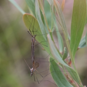 Ptilogyna sp. (genus) at Tennent, ACT - 5 Dec 2018