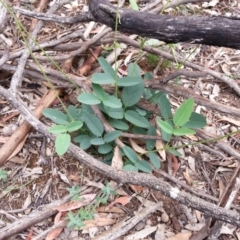 Oxytes brachypoda (Large Tick-trefoil) at Campbell, ACT - 6 Jan 2019 by SilkeSma