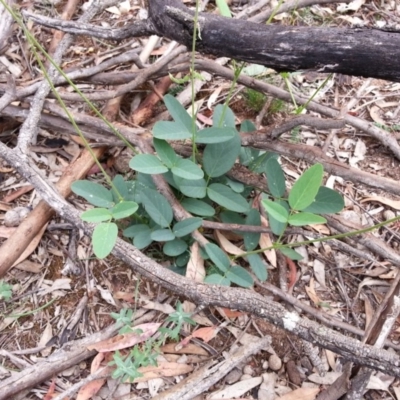 Oxytes brachypoda (Large Tick-trefoil) at Campbell, ACT - 7 Jan 2019 by SilkeSma