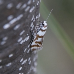 Philobota impletella Group (A concealer moth) at Namadgi National Park - 4 Dec 2018 by SWishart