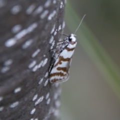 Philobota impletella Group (A concealer moth) at Tennent, ACT - 5 Dec 2018 by SWishart