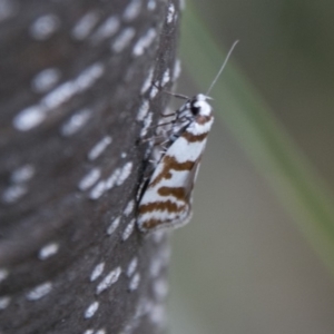 Philobota impletella Group at Tennent, ACT - 5 Dec 2018