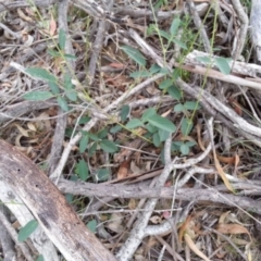 Oxytes brachypoda (Large Tick-trefoil) at Campbell, ACT - 7 Jan 2019 by SilkeSma