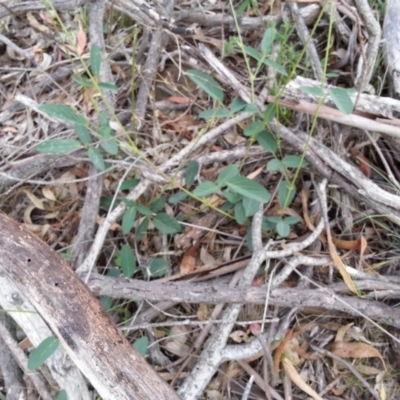 Oxytes brachypoda (Large Tick-trefoil) at Campbell, ACT - 7 Jan 2019 by SilkeSma
